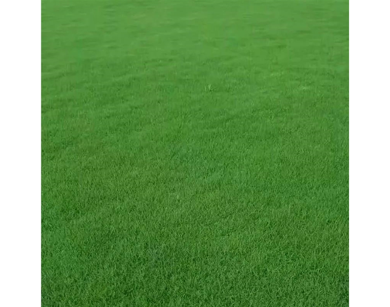 黑麥草種子